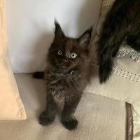 Cuccioli di Maine Coon