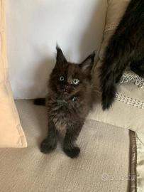 Cuccioli di Maine Coon