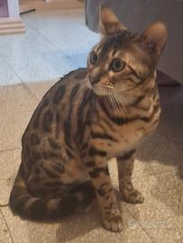 Gata bengali in calore
