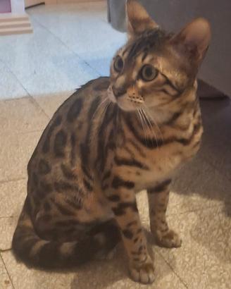 Gata bengali in calore