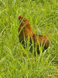 Galli Araucana ed incrocio