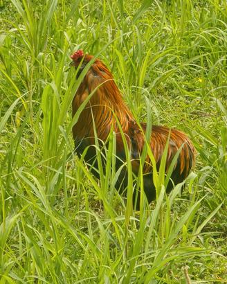 Galli Araucana ed incrocio