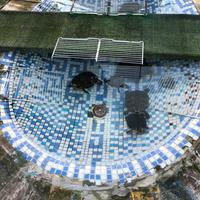 Tartarughe da acqua dolce