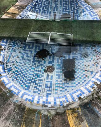 Tartarughe da acqua dolce