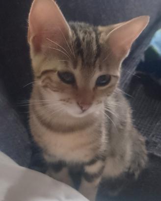 Dolcissimi gattini a pelo medio lungo