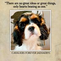Cavalier King con Pedigree
