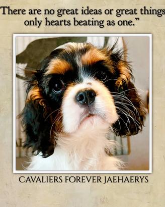 Cavalier King con Pedigree