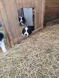 Cuccioli border collie