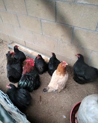 Galline di razza