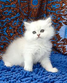 Gattina British silver chinchilla