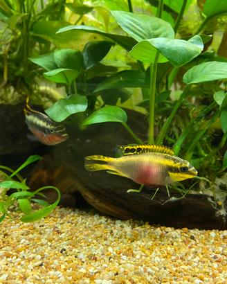 Pelvicachromis pulcher