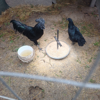 Ayam cemani