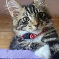 Maine coon