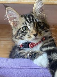 Maine coon