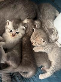 Cuccioli Scottish fold