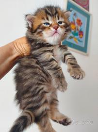 Cuccioli di gatto Siberiano Certificati