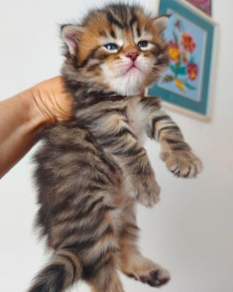 Cuccioli di gatto Siberiano Certificati