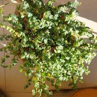 Pianta Ficus repens (pumila)