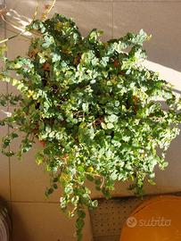 Pianta Ficus repens (pumila)