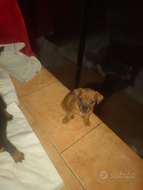 Sono rimasti 2 un maschietto e una femminuccia