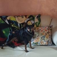 Pinscher per accoppiamento