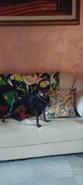 Pinscher per accoppiamento