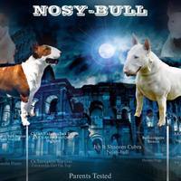 Cuccioli bull terrier