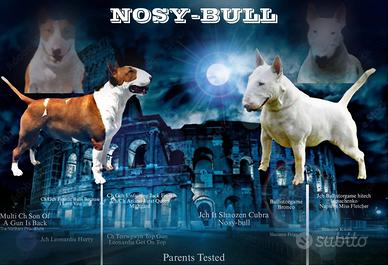 Cuccioli bull terrier