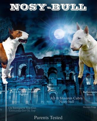 Cuccioli bull terrier