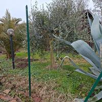 2 alberi di ulivo e una palma