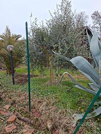 2 alberi di ulivo e una palma