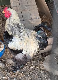 Gallo Brahma 