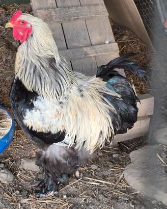 Gallo Brahma 