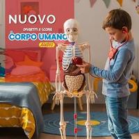 Divertiti e scopri il corpo umano RBA Editore
