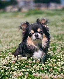 Chihuahua con Pedigree per accoppiamento-monta