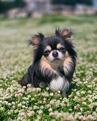 Chihuahua con Pedigree per accoppiamento-monta