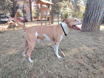 Pitbull per monta