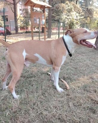 Pitbull per monta