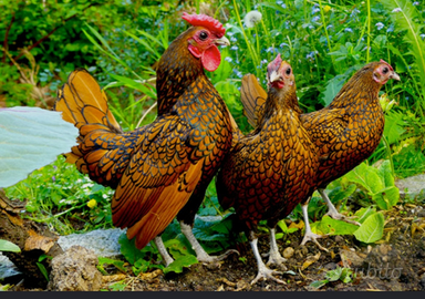 Gallina Sebright