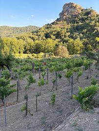 Terreno agricolo di 10000 mq con vigneto e uliveto
