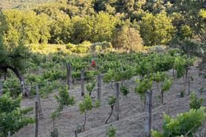 Terreno agricolo di 10000 mq con vigneto e uliveto