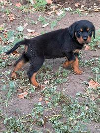Rottweiler