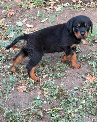 Rottweiler