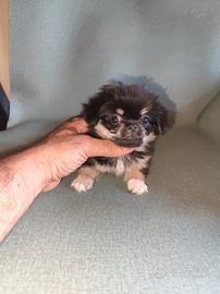 chiwawa Toy pelo lungo 