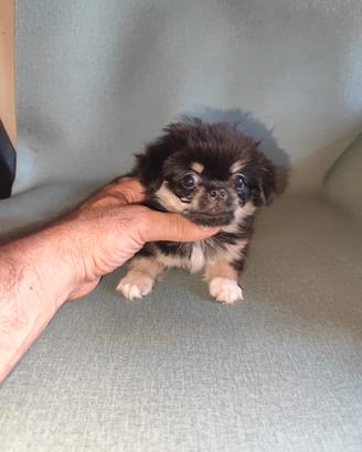 chiwawa Toy pelo lungo 