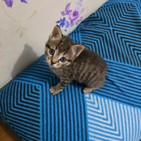 Gattini di 44 giorni