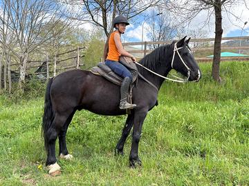 Cavallo incrocio maremmano