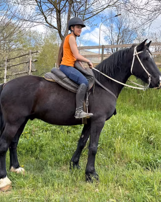 Cavallo incrocio maremmano