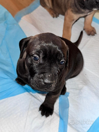 Cucciolo di dogo/corso