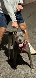 Pitbull terrier femmina per accoppiamento